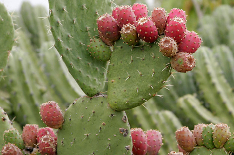 Xương rồng Nopal.